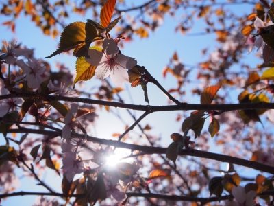 葉桜